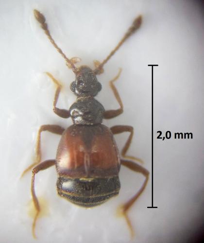 Réf. 205 265 : Rybaxis longicornis